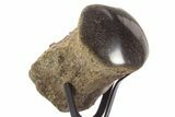 Polished Fossil Mosasaur Vertebra w/ Metal Stand - Texas #335050-1